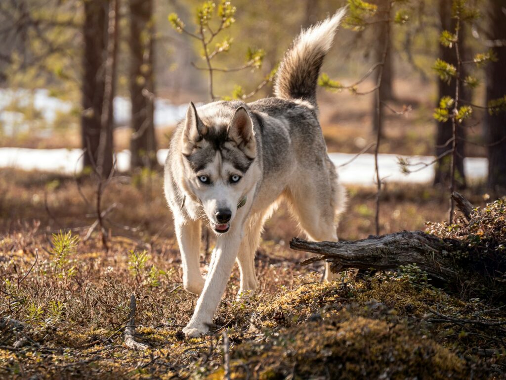 The 10 most high-maintenance dog breeds