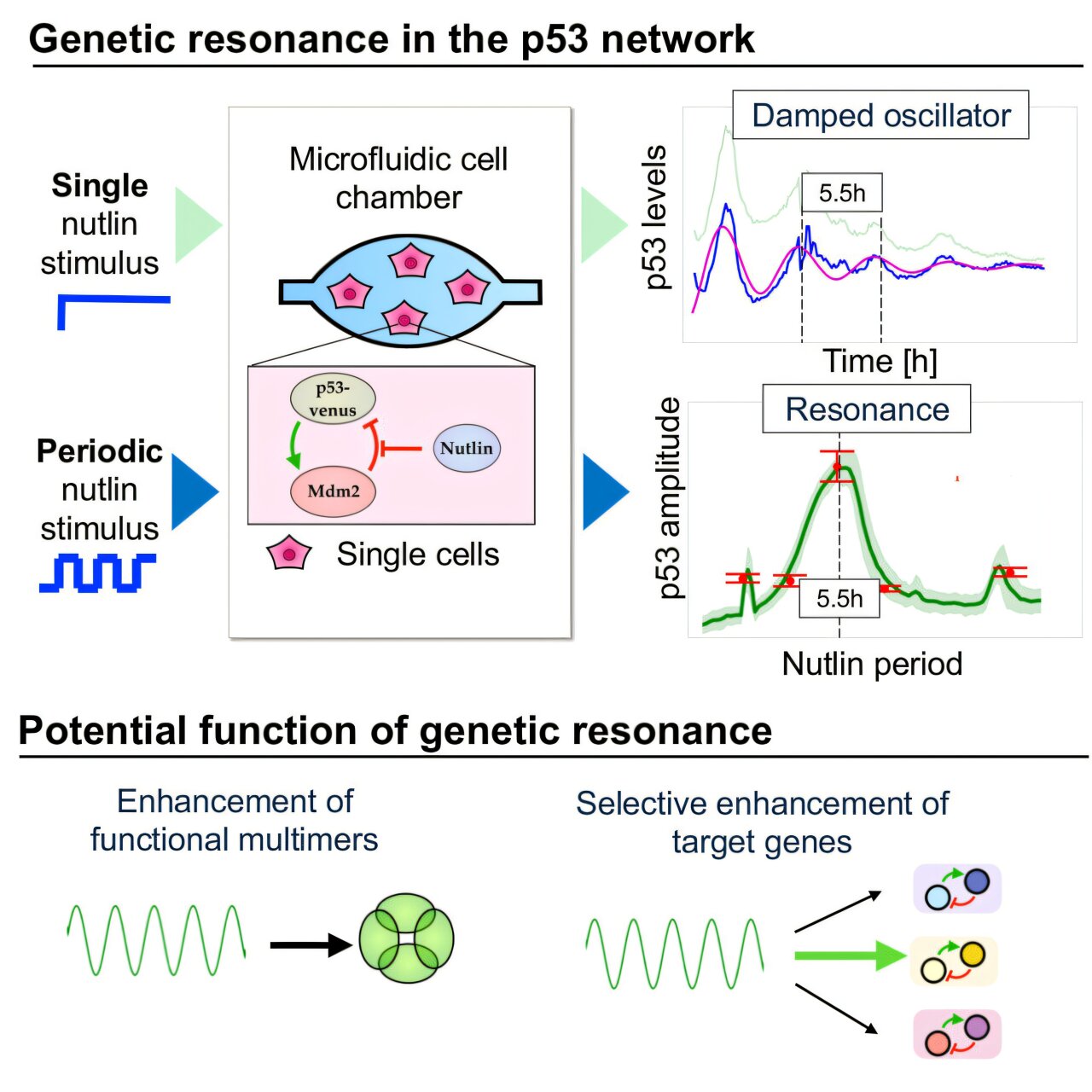 P53's five-hour rhythm may let resonance target gene networks on command