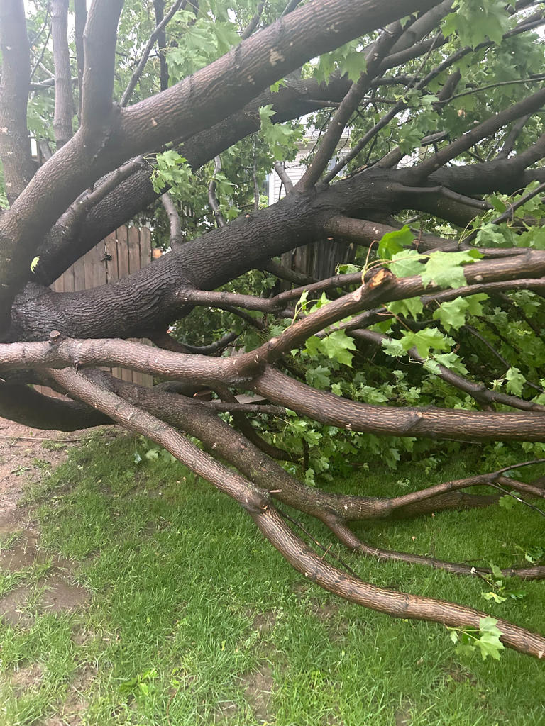 Photos: Downed trees, dark clouds during strong storms in southern ...