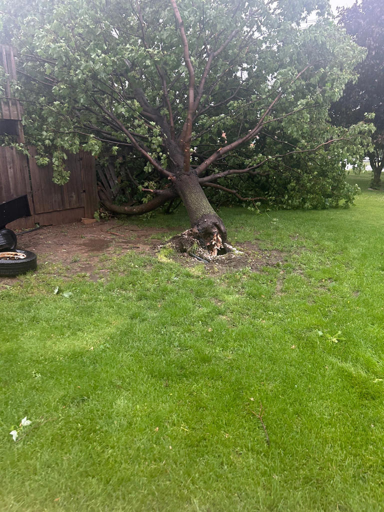 Photos: Downed trees, dark clouds during strong storms in southern ...
