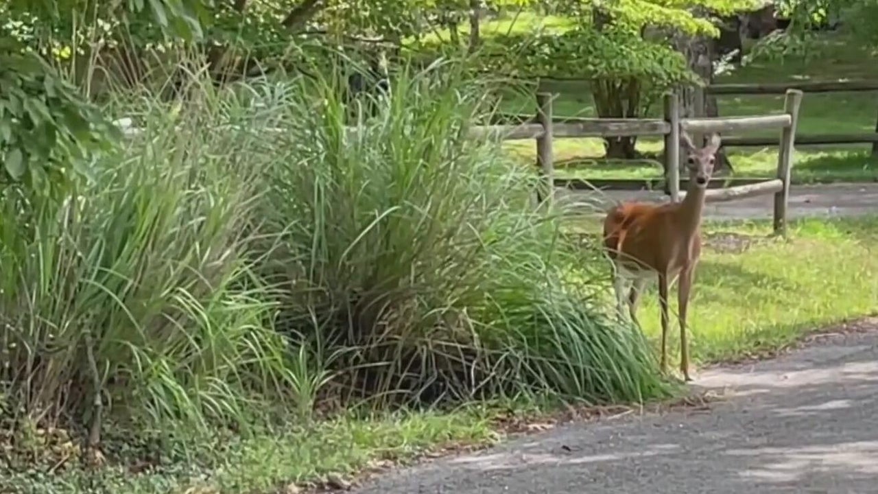 Beverly Hills considers cull, trapping for deer overpopulation