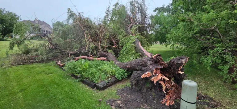 Chicago storm uproots massive tree, upends sidewalk in McKinley Park