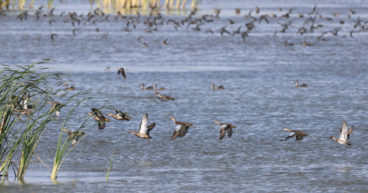 Ducks at Quivira National Wildlife Refuge