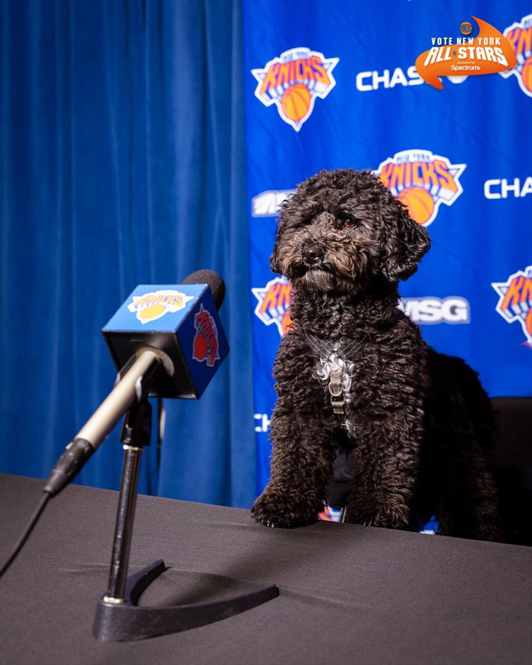 Jalen Brunson adopted his social media famous dog from Long Island ...