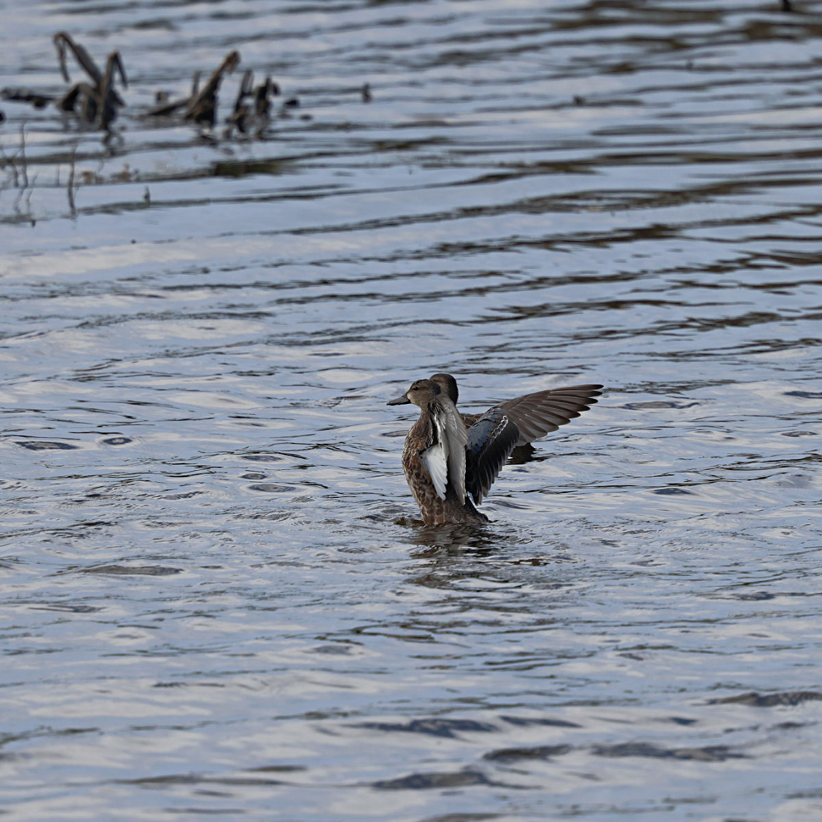 Blue-Winged Teal