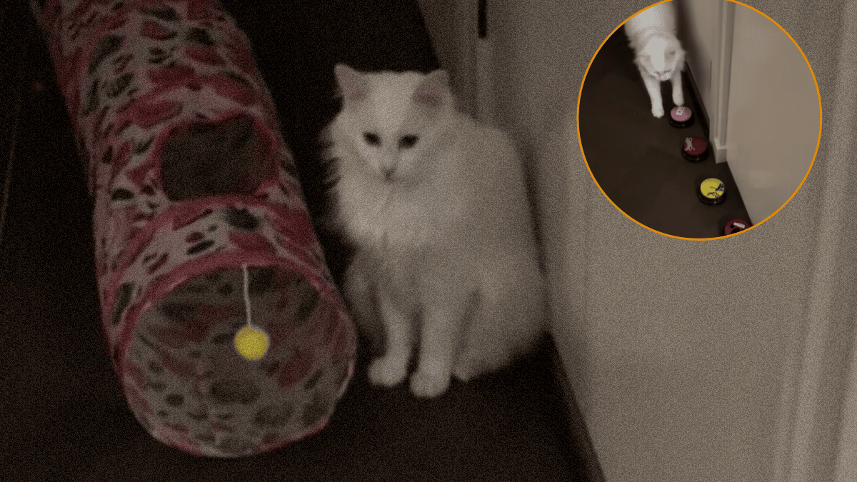 Deaf cat learns sign language and goes viral for his remarkable ...