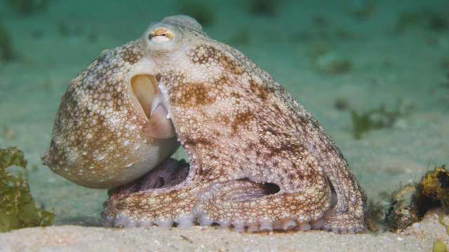 Octopuses learn to use mirrors to find hidden prey in first-ever ...