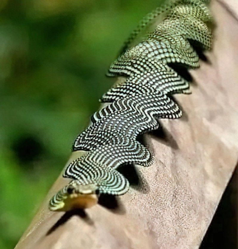 Photo of a paradise flying snake flattened into a ribbon has viewers ...