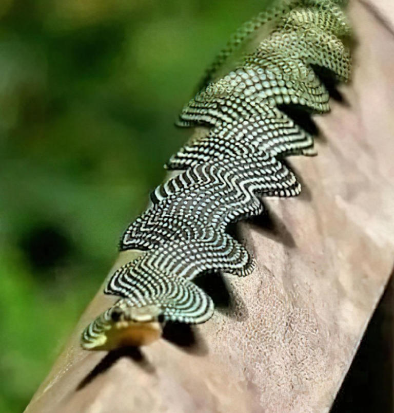 Photo of a paradise flying snake flattened into a ribbon has viewers ...