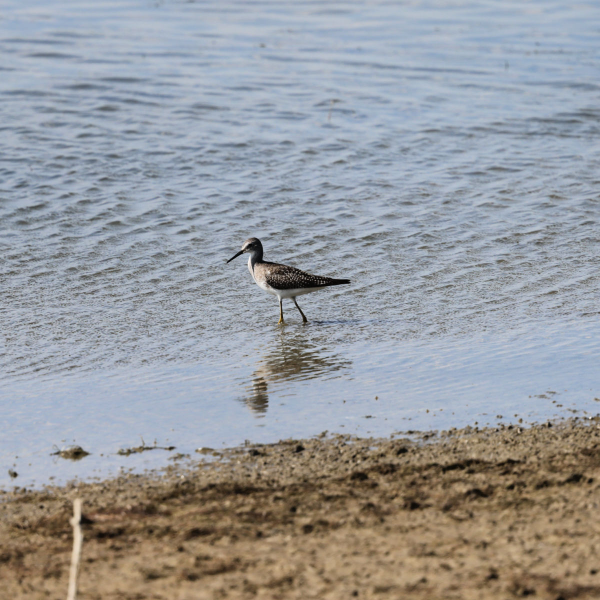 Greater Yellowlegs