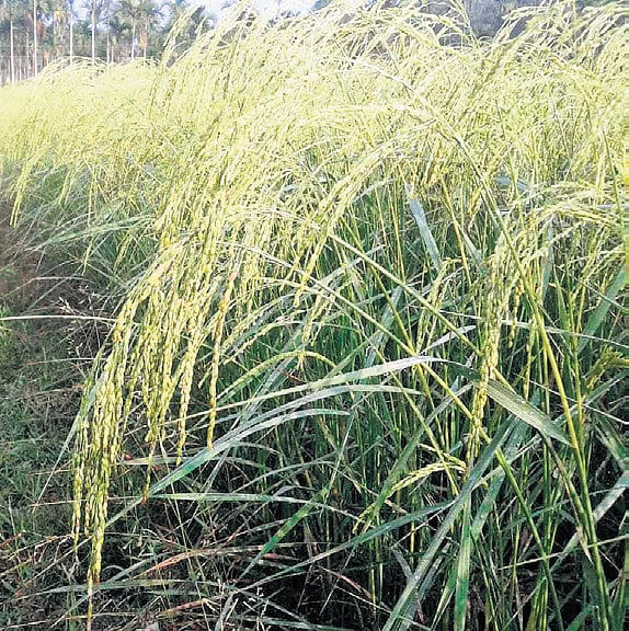 Struggling farmers pin hopes on export of Wayanad rice varieties