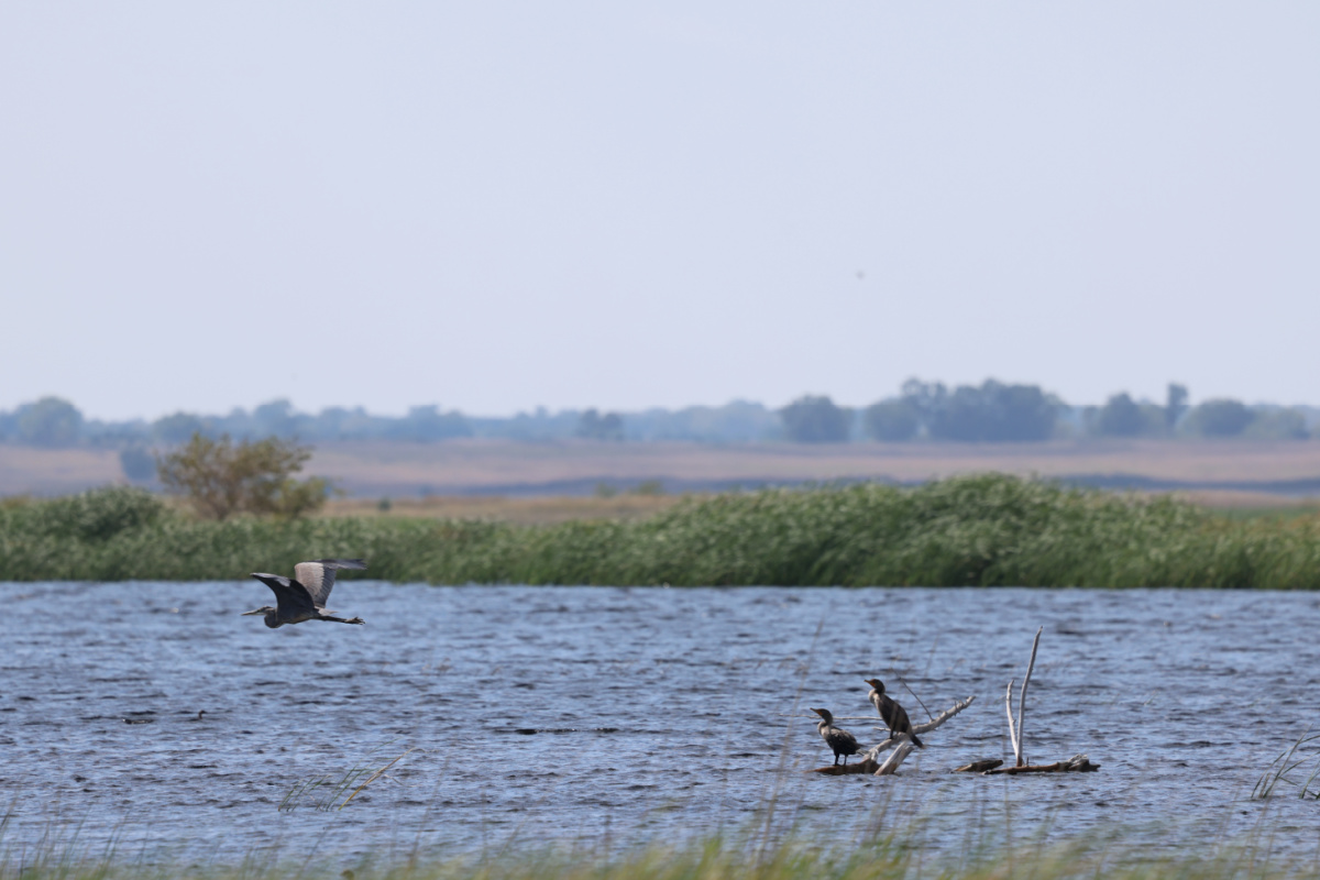 Great Blue Heron with Double-crested Cormorant