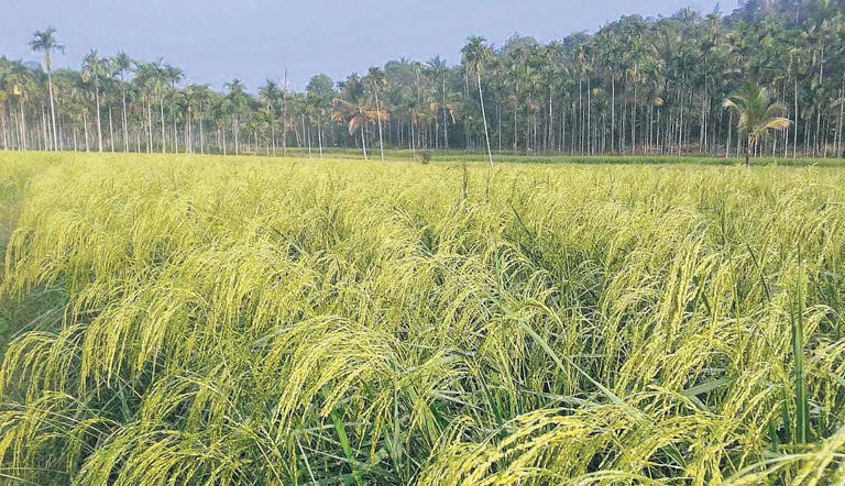 Struggling farmers pin hopes on export of Wayanad rice varieties