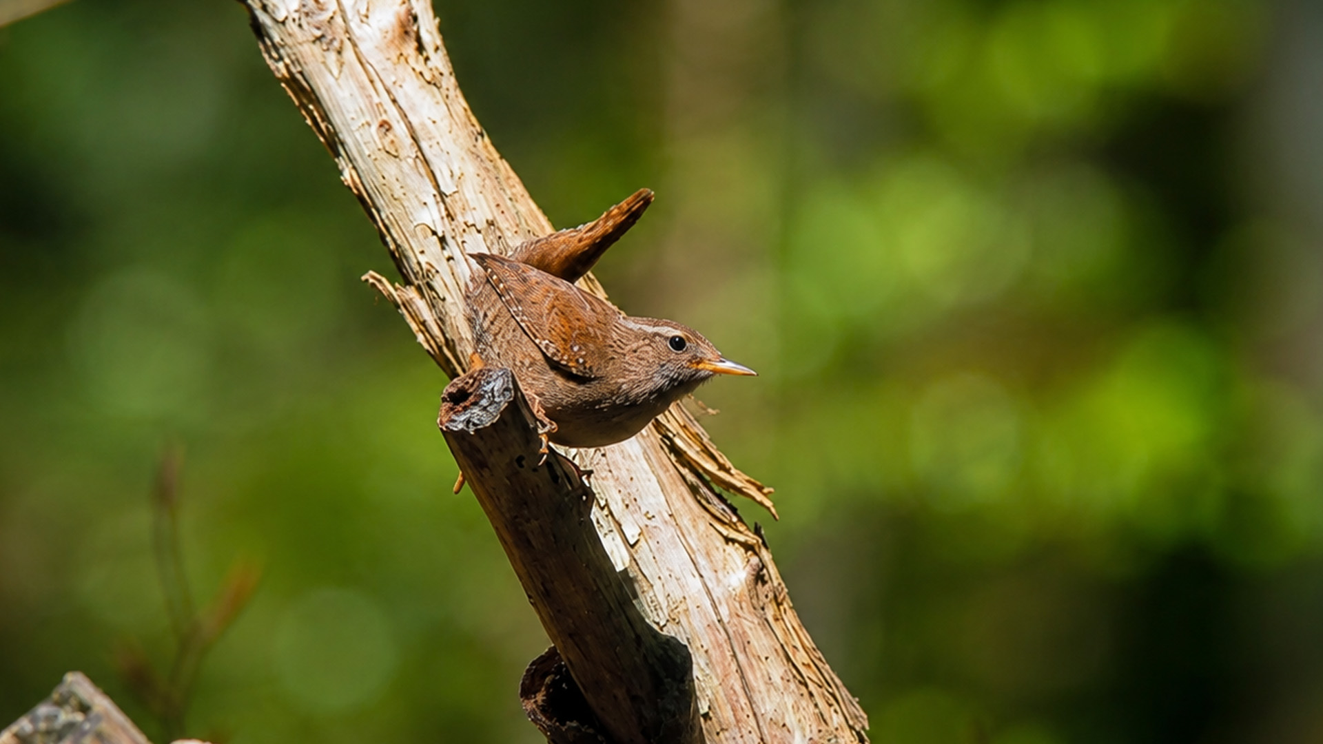 This tiny visitor landed right in front of the camera