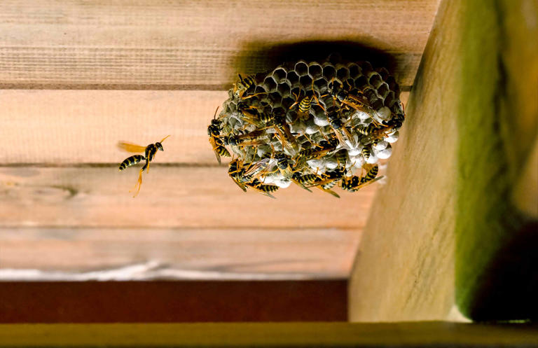 What to do if you find a wasp nest on your home, according to pest experts