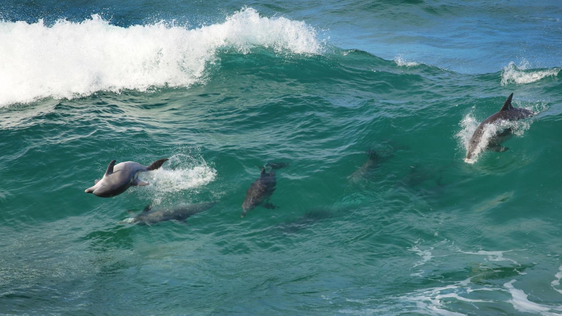 How everyday Australians are helping researchers track coastal dolphins
