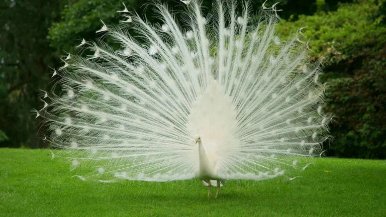 5 rare breathtakingly white animals nature tried to hide from us