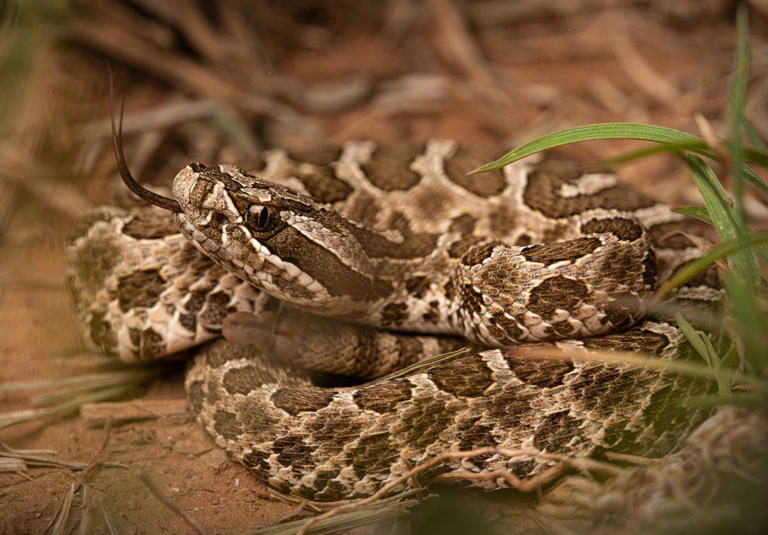 Michigan has more rattlesnakes in lakes than you think—here are 6 ...