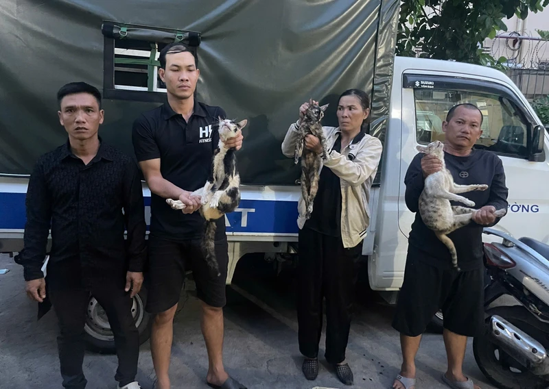 Giải cứu hơn 500 con mèo khỏi đường dây 'miêu tặc'
