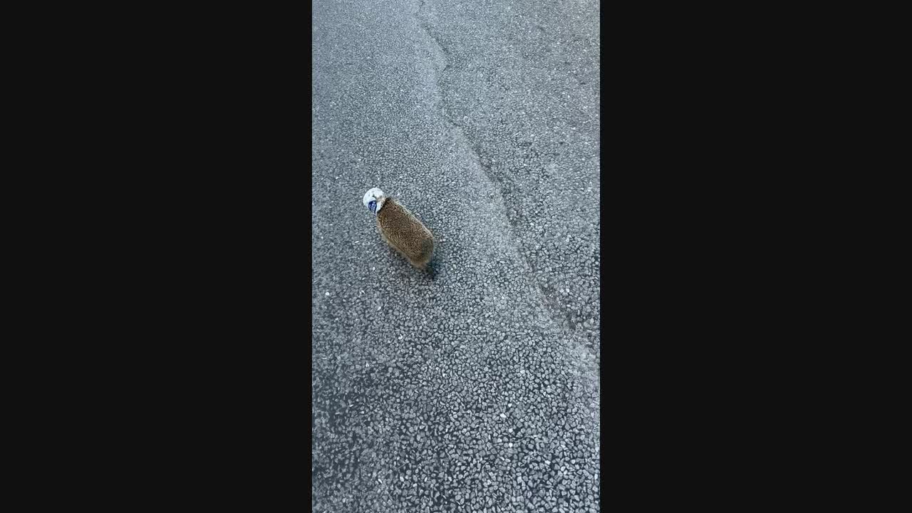 Motorist helps hedgehog trapped in discarded plastic cup in Skellefteå ...