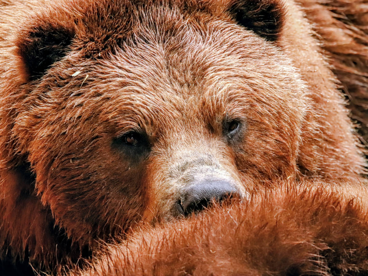 Sitka’s Fortress of the Bear – the Unique Bear Sanctuary You MUST Visit
