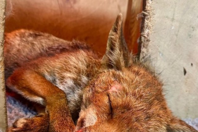 Young fox hit by a car and shot makes stunning 48-hour turnaround in ...