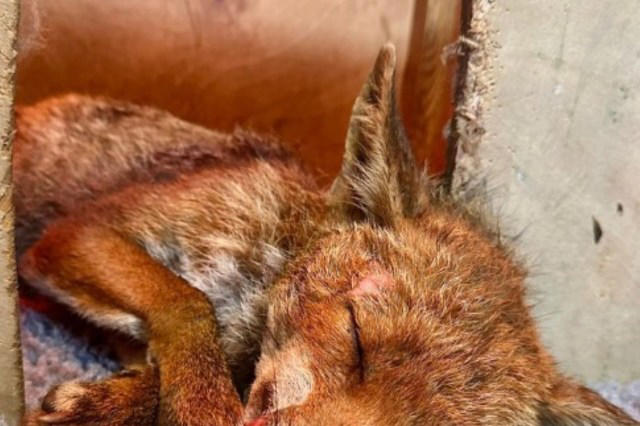 Young fox hit by a car and shot makes stunning 48-hour turnaround in ...