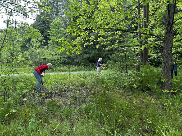 Mansfield class teaches invasive plant control techniques