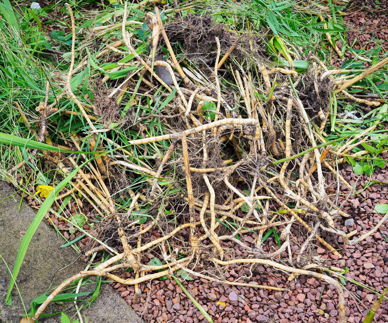 'It simply will not stop – until it is stopped': How to remove invasive ...