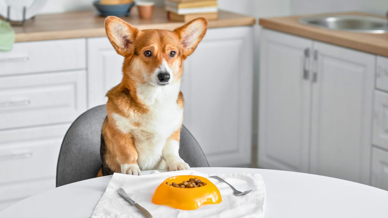 Fiancée forced a vegan diet on our unborn puppy, so I cancelled the adoption and triggered a silent treatment