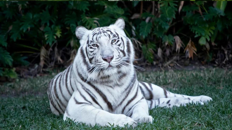 5 rare breathtakingly white animals nature tried to hide from us