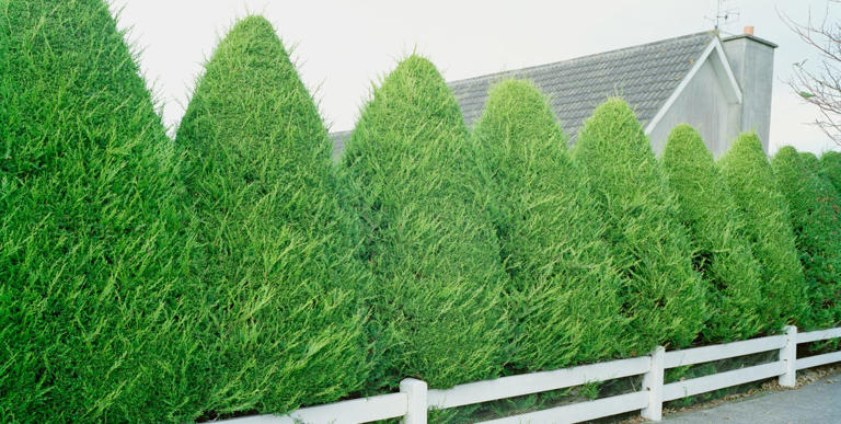 Don't want a fence? These fast-growing trees create privacy instead