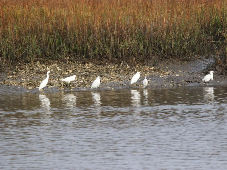 Salt marsh: An inshore fishing guide