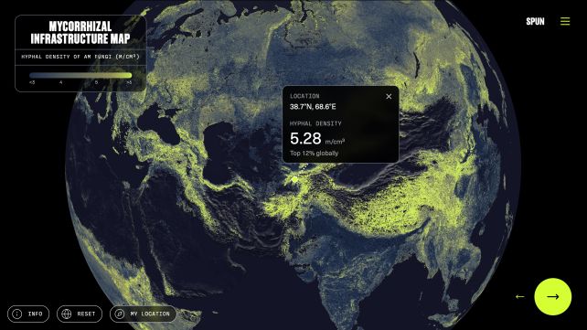 Hidden web of fungus inside Earth could reach the sun a billion times