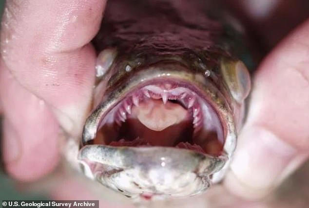 Americans told to cut head off of land-walking 'Frankenfish' invading ...