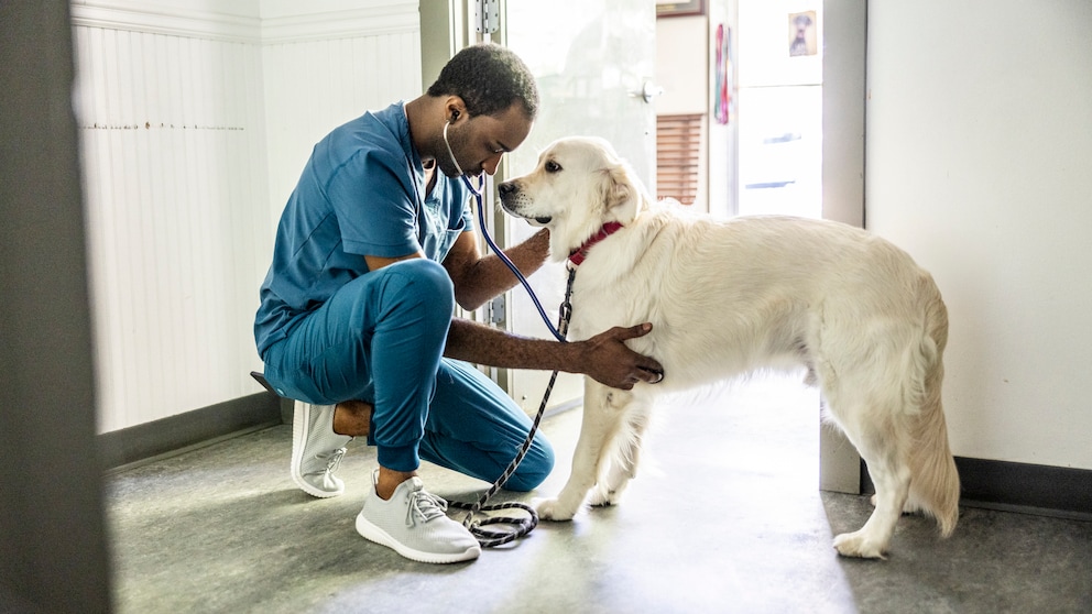 Can you express a dog’s sebaceous cyst yourself?
