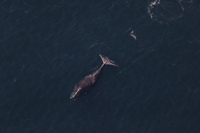 Search continues for entangled North Atlantic right whale spotted off NB