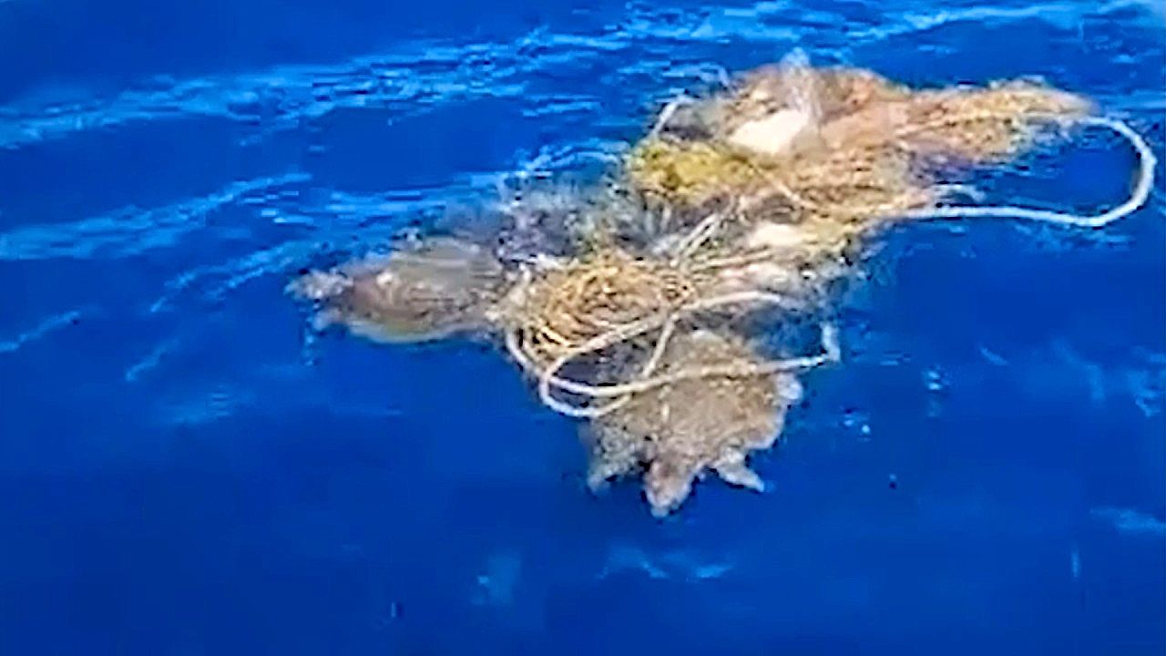 Boat crew cuts two sea turtles free from tangled fishing net off Thailand