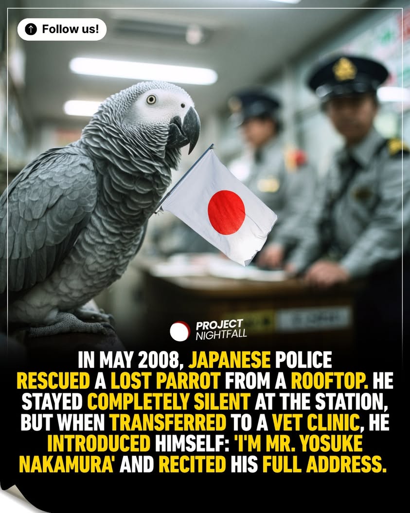 Silent witness speaks! Lost parrot ignores cops, then tells vet its own ...