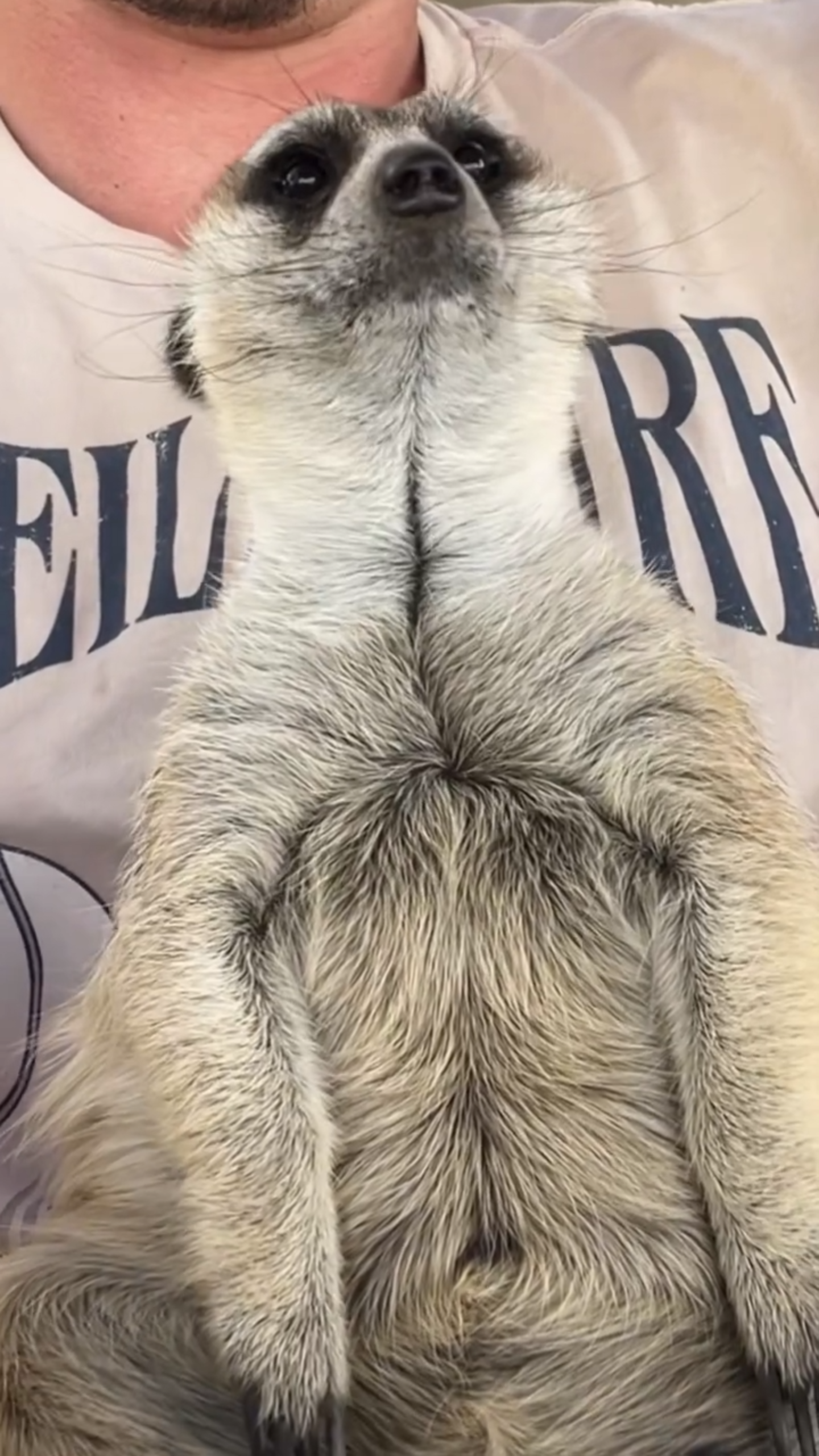 Queen meerkat