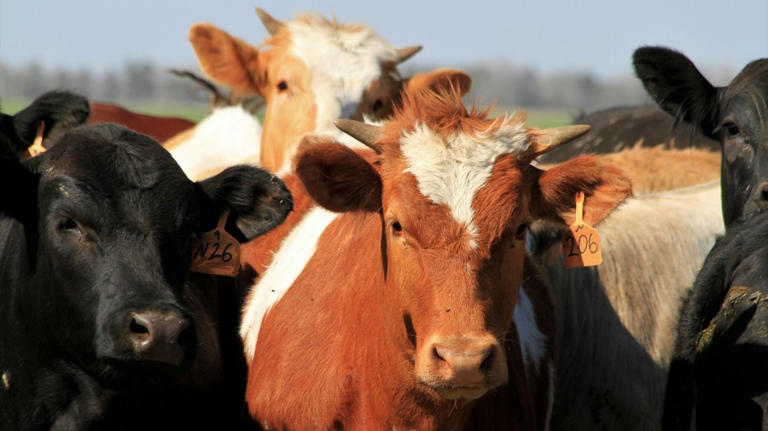 ODAFF releases animal movement restriction update regarding New World ...