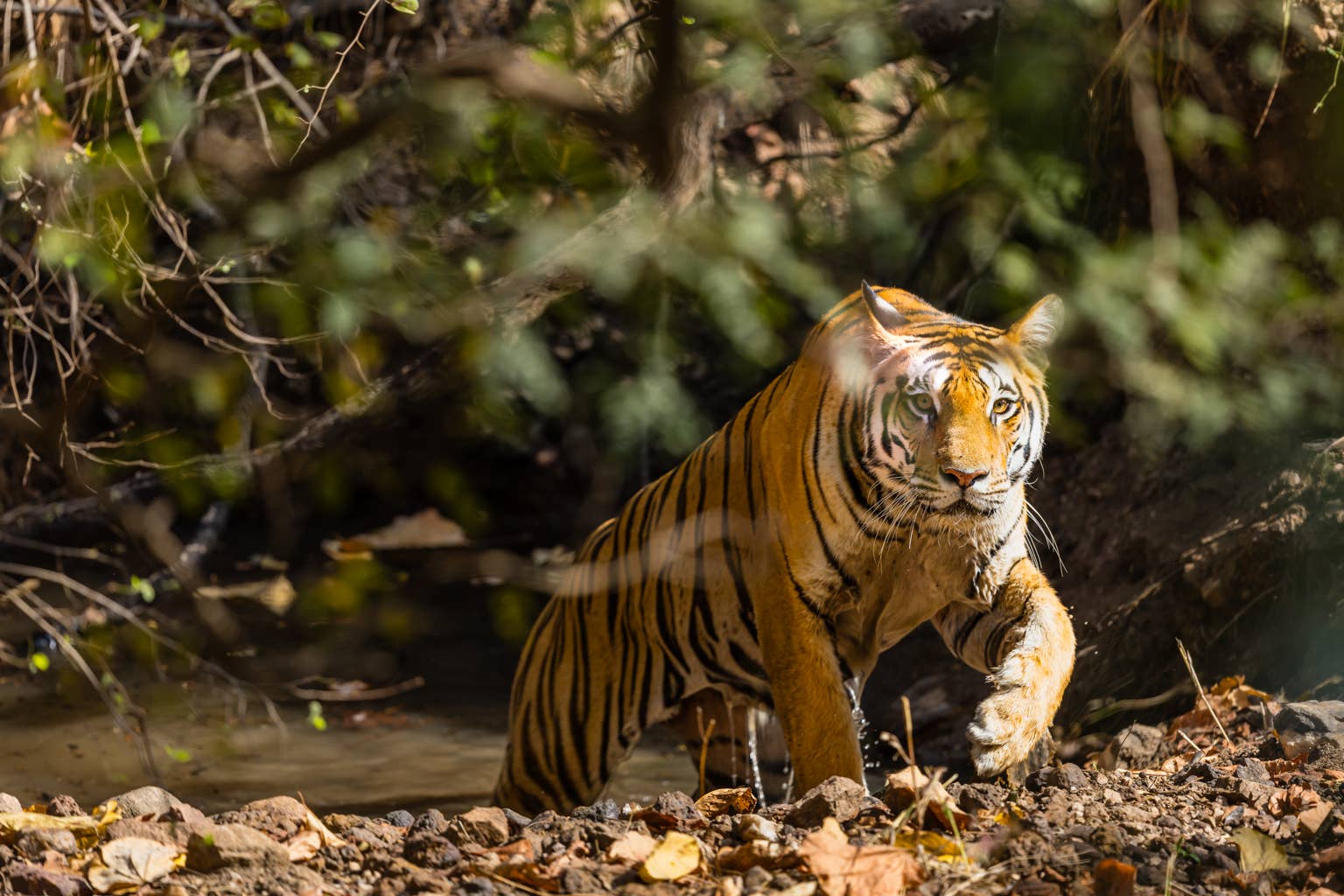 A man sings to a rescue tiger, and his reaction is absolutely shocking