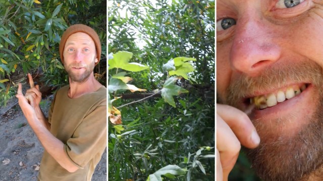 Forager dubs California bay the 'mouthwash tree' after revealing its ...