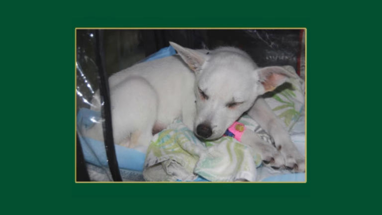 Dog dies after being held underwater and abused by children, the Clay ...