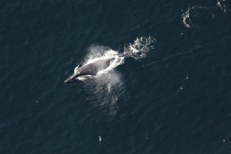 Search continues for entangled North Atlantic right whale spotted off NB