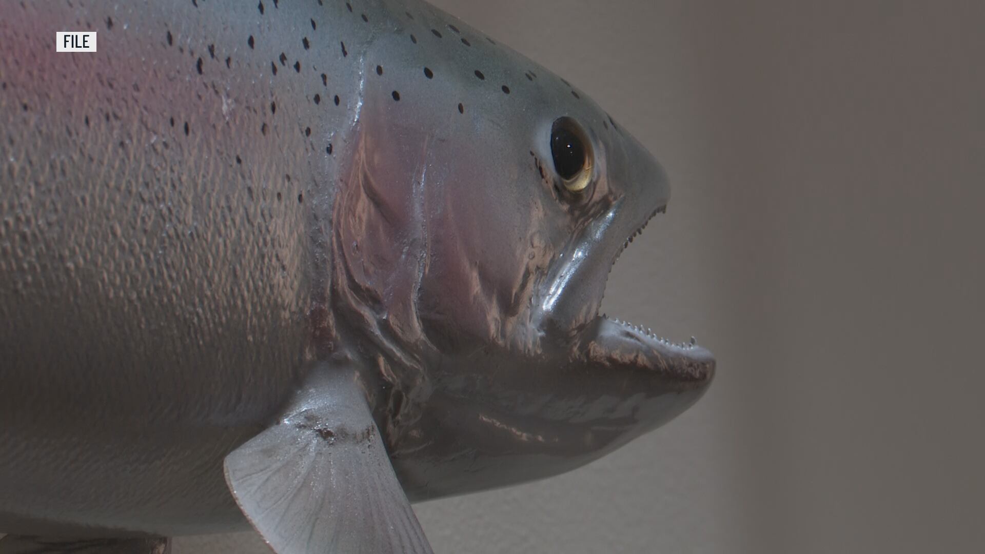 MDHHS releases 2026 Eat Safe Fish Guide