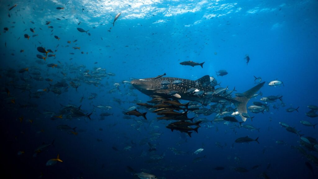 Hundreds of dead sharks and fish wash ashore along UK coast, prompting ...