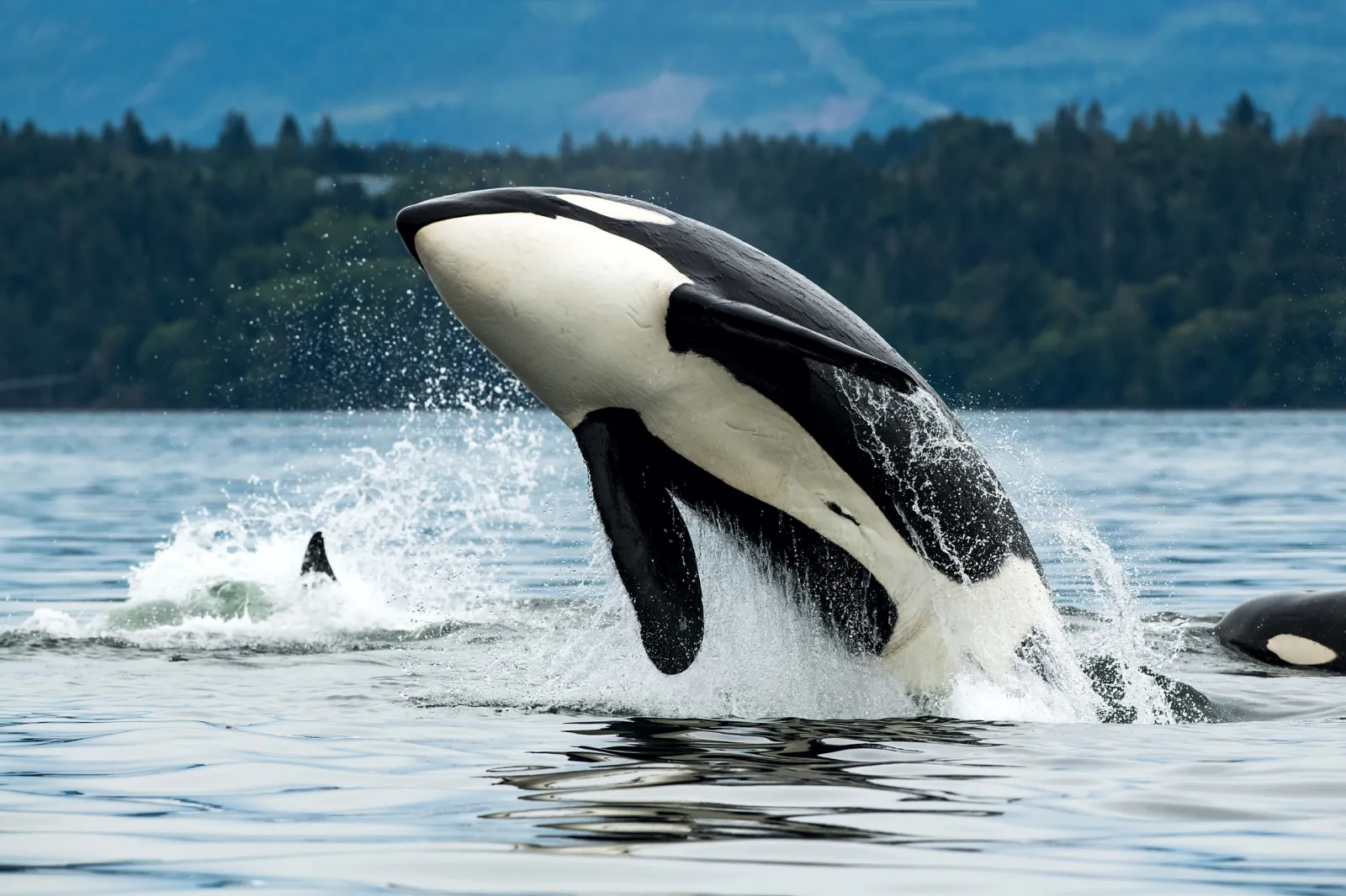The ocean’s new mystery orca interactions spread across European coasts