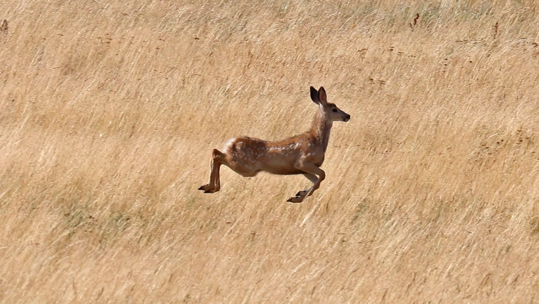 Why deer leap the way they do