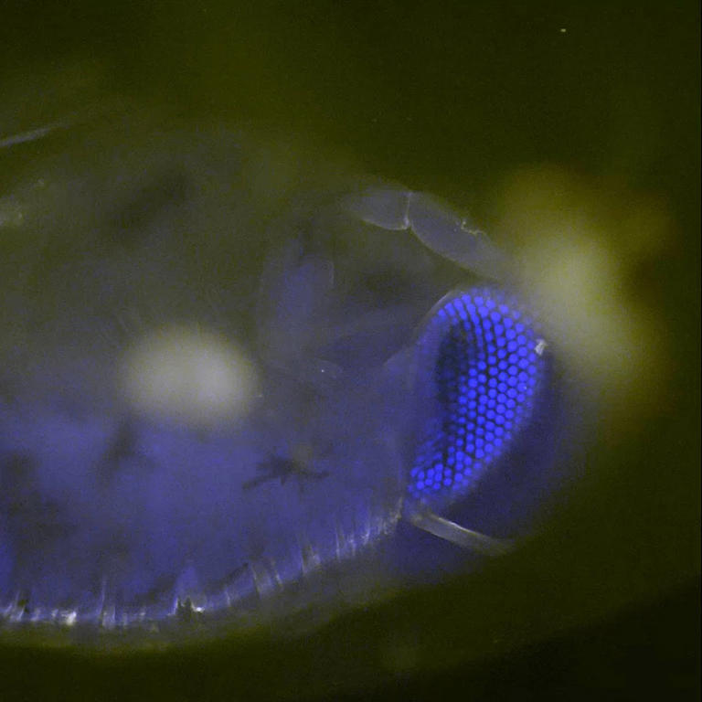 31 haunting new deep-sea species discovered off the coast of Brazil